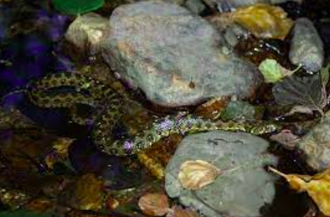 La couleuvre vipérine, présente au bord des cours d'eau en Aveyron